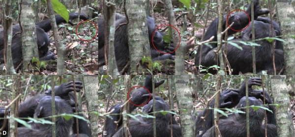 Шимпанзе используют насекомых в качестве бинтов | New-Science.ru1