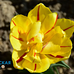 Парад тюльпанов и не только: в Никитском ботсаду распустились весенние цветы3