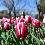 Парад тюльпанов и не только: в Никитском ботсаду распустились весенние цветы9