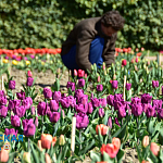 Парад тюльпанов и не только: в Никитском ботсаду распустились весенние цветы11