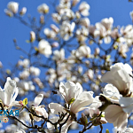 Парад тюльпанов и не только: в Никитском ботсаду распустились весенние цветы1