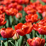 Парад тюльпанов и не только: в Никитском ботсаду распустились весенние цветы4