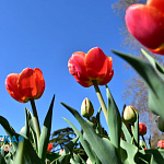 Парад тюльпанов и не только: в Никитском ботсаду распустились весенние цветы10