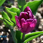 Парад тюльпанов и не только: в Никитском ботсаду распустились весенние цветы12