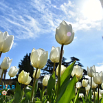 Парад тюльпанов и не только: в Никитском ботсаду распустились весенние цветы2