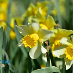 Парад тюльпанов и не только: в Никитском ботсаду распустились весенние цветы15